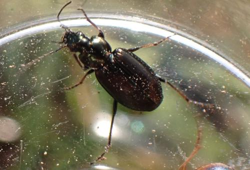 Réf. 323 900 : Agonum muelleri